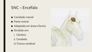 SNC – Encéfalo
■ Cavidade cranial
■ Parte rostral
■ Adaptado em área e forma
■ Dividido em:
i. Cérebro
ii. Cerebelo
iii.Tronco cerebral
 
