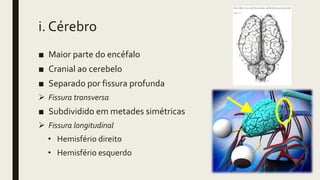 i. Cérebro
■ Maior parte do encéfalo
■ Cranial ao cerebelo
■ Separado por fissura profunda
 Fissura transversa
■ Subdividido em metades simétricas
 Fissura longitudinal
• Hemisfério direito
• Hemisfério esquerdo
 