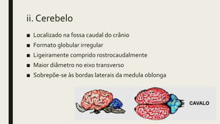ii. Cerebelo
■ Localizado na fossa caudal do crânio
■ Formato globular irregular
■ Ligeiramente comprido rostrocaudalmente
■ Maior diâmetro no eixo transverso
■ Sobrepõe-se às bordas laterais da medula oblonga
 