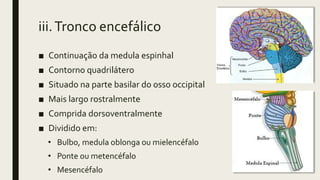 iii.Tronco encefálico
■ Continuação da medula espinhal
■ Contorno quadrilátero
■ Situado na parte basilar do osso occipital
■ Mais largo rostralmente
■ Comprida dorsoventralmente
■ Dividido em:
• Bulbo, medula oblonga ou mielencéfalo
• Ponte ou metencéfalo
• Mesencéfalo
 