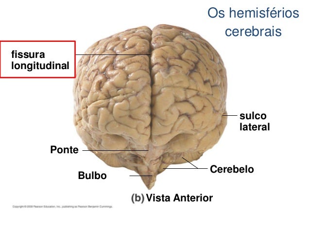 O que e fissura longitudinal – Stilvolle frisuren beliebt 