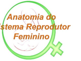 Anatomia do  Sistema Reprodutor Feminino 