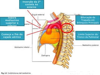 Limite Superior do Tronco da Pulmonar Inserção da 2ª costela no esterno Separa mediastino superior e inferior Bifurcação da Traquéia em Brônquios Principais Começo e fim do cajado aórtico 