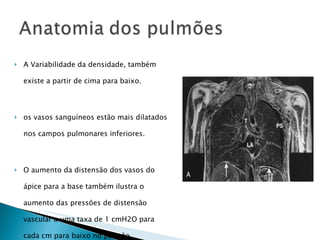A Variabilidade da densidade, também existe a partir de cima para baixo. os vasos sanguíneos estão mais dilatados nos campos pulmonares inferiores.  O aumento da distensão dos vasos do ápice para a base também ilustra o aumento das pressões de distensão vascular a uma taxa de 1 cmH2O para cada cm para baixo no pulmão.  