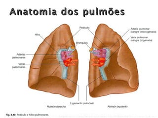 Anatomia dos pulmões 