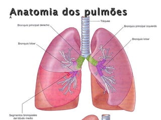 Anatomia dos pulmões 