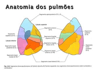 Anatomia dos pulmões 