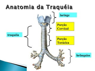 traquéia laringe brônquios Porção Cervical Porção Torácica Anatomia da Traquéia 