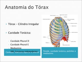 Cavidade: Abertura superior e inferior Parede, cavidade torácica, pulmões e mediastino. Tórax – Cilindro Irregular Cavidade Torácica: Cavidade Pleural D Cavidade Pleural E Mediastino OBS: Estruturas independentes 