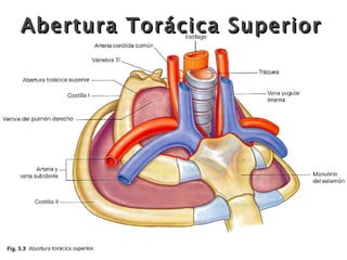 Abertura Torácica Superior 