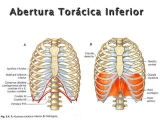 Abertura Torácica Inferior 