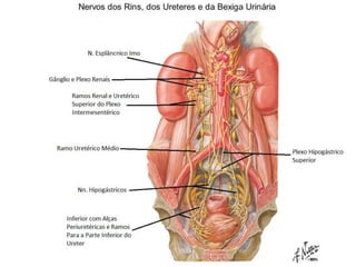 Rins e Ureteres
                      Inervação
• Nervos para os rins  Plexo nervoso renal;
• Plexo nervoso renal  Nervos esplâncnicos
  abdominopélvicos (principalmente o imo);
• Inervação dos ureteres  Plexos renal, aórtico
  abdominal e hipogástricos superior e inferior;
• Fibras aferentes viscerais seguem as fibras simpáticas
  em direção retrógrada até os gânglios sensitivos
  vertebrais e segmentos medulares de T11-L2;
• Dor ureteral geralmente é referida no quadrante
  inferior ipsilateral do abdome (principalmente região
  inguinal);
 