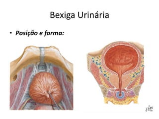 Bexiga Urinária
• Posição e forma:
 
