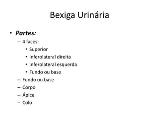 Bexiga Urinária
• Partes:
  – 4 faces:
     • Superior
     • Inferolateral direita
     • Inferolateral esquerda
     • Fundo ou base
  – Fundo ou base
  – Corpo
  – Ápice
  – Colo
 