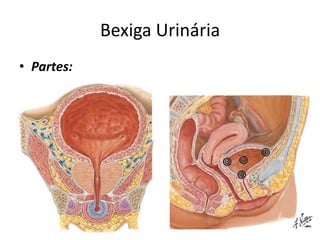 Bexiga Urinária
• Partes:
 