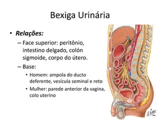 Bexiga Urinária
• Relações:
  – Face superior: peritônio,
    intestino delgado, colón
    sigmoide, corpo do útero.
  – Base:
     • Homem: ampola do ducto
       deferente, vesícula seminal e reto
     • Mulher: parede anterior da vagina,
       colo uterino
 