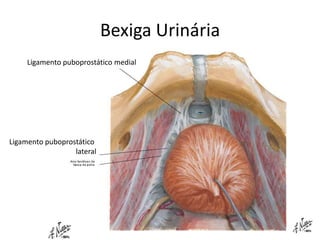 Bexiga Urinária
     Ligamento puboprostático medial




Ligamento puboprostático
                  lateral
 