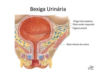 Bexiga Urinária
                        Prega interuretérica
                        Óstio ureter esquerdo
                       Trígono vesical




                  Óstio interno da uretra
 