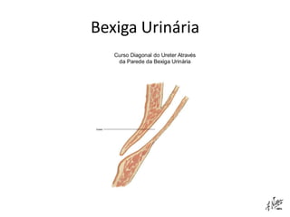Bexiga Urinária
 