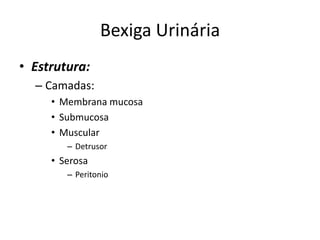 Bexiga Urinária
• Estrutura:
  – Camadas:
     • Membrana mucosa
     • Submucosa
     • Muscular
        – Detrusor
     • Serosa
        – Peritonio
 