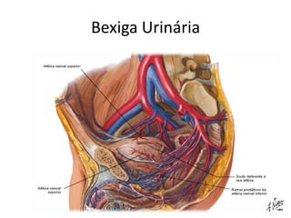 Bexiga Urinária
 
