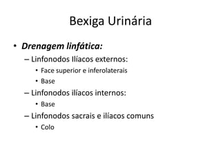 Bexiga Urinária
• Drenagem linfática:
  – Linfonodos Ilíacos externos:
     • Face superior e inferolaterais
     • Base
  – Linfonodos ilíacos internos:
     • Base
  – Linfonodos sacrais e ilíacos comuns
     • Colo
 