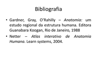 Bibliografia
• Gardner, Gray, O’Rahilly – Anatomia: um
  estudo regional da estrutura humana. Editora
  Guanabara Koogan, Rio de Janeiro, 1988
• Netter – Atlas interativo de Anatomia
  Humana. Learn systems, 2004.
 