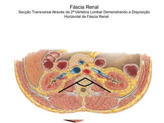 Rins
                 Anatomia do Órgão
• Margem medial côncava  Hilo renal;
• Hilo é a entrada de um espaço no rim  Seio
  renal;
• Cada rim possui:
  – Faces anterior e posterior
  – Margens medial e lateral
  – Pólos superior e inferior
• Posicionados obliquamente, formando um ângulo
  entre si;
• Margem lateral convexa e margem medial
  côncava  Formato de feijão;
 