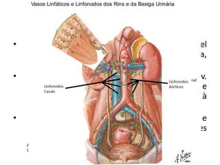 Rins
          Drenagem Venosa e Linfática
• Algumas veias renais se unem de forma variável
  para formar as veias renais direita e esquerda,
  que drenam para a VCI;
• V. renal esquerda  mais longa, recebe as Vv.
  Supra-renal esquerda, gonadal esquerda e
  lombar ascendente e passa anteriormente à
  aorta;
• Os vasos linfáticos renais seguem as veias renais e
  drenam      para     os     linfonodos   lombares
  (cavais/aórticos);
 
