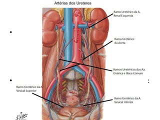 Ureter
                Irrigação Sanguínea
• Ramos arteriais para a parte abdominal do
  ureter:
  – Aa. Renais
  – Aa. Testiculares/Ováricas
  – A. Aorta (parte abdominal)
  – Aa. Ilíacas Comuns
• Ramos arteriais para a parte pélvica do ureter:
   – Aa. Ilíacas Internas
   – Aa. Ováricas
   – Aa. Uterinas/Vesicais Inferiores
 