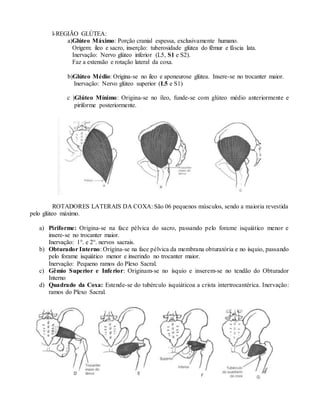 l-REGIÃO GLÚTEA:
a)Glúteo Máximo: Porção cranial espessa, exclusivamente humano.
Origem: íleo e sacro, inserção: tuberosidade glútea do fêmur e fáscia lata.
Inervação: Nervo glúteo inferior (L5, S1 e S2).
Faz a extensão e rotação lateral da coxa.
b)Glúteo Médio: Origina-se no íleo e aponeurose glútea. Insere-se no trocanter maior.
Inervação: Nervo glúteo superior (L5 e S1)
c )Glúteo Mínimo: Origina-se no íleo, funde-se com glúteo médio anteriormente e
piriforme posteriormente.
ROTADORES LATERAIS DA COXA: São 06 pequenos músculos, sendo a maioria revestida
pelo glúteo máximo.
a) Piriforme: Origina-se na face pélvica do sacro, passando pelo forame isquiático menor e
insere-se no trocanter maior.
Inervação: 1°. e 2°. nervos sacrais.
b) Obturador Interno: Origina-se na face pélvica da membrana obturatória e no ísquio, passando
pelo forame isquiático menor e inserindo no trocanter maior.
Inervação: Pequeno ramos do Plexo Sacral.
c) Gêmio Superior e Inferior: Originam-se no ísquio e inserem-se no tendão do Obturador
Interno
d) Quadrado da Coxa: Estende-se do tubérculo isquiáticoa a crista intertrocantérica. Inervação:
ramos do Plexo Sacral.
 