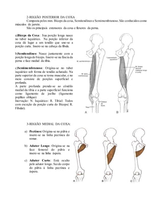 2-REGIÃO POSTERIOR DA COXA
Composta pelos mm. Bíceps da coxa, Semitendíneo e Semimembranoso. São conhecidos como
músculos de jarrete.
São os principais extensores da coxa e flexores da perna.
a)Bíceps da Coxa: Sua porção longa nasce
no tuber isquiático. Na porção inferior da
coxa dá lugar a um tendão que une-se a
porção curta. Insere-se na cabeça da fibula.
b)Semitendíneo: Nasce juntamente com a
porção longa do bíceps. Insere-se na fáscia da
perna e face medial da tíbia.
c)Semimembranoso: Origina-se no tuber
isquiático sob forma de tendão achatado. Na
parte superior da coxa se toma muscular, e no
meio consiste de porções superficial e
profunda.
A parte profunda prende-se ao côndilo
medial da tíbia e a parte superficial funciona
como ligamento de joelho (ligamento
poplíteo oblíquo)
Inervação: N. Isquiático: R. Tibial: Todos
com exceção da porção curta do Bíceps( R.
Fibular).
3-REGIÃO MEDIAL DA COXA:
a) Pectíneo: Origina-se no púbis e
insere-se na linha pectínea do
remur.
b) Adutor Longo: Origina-se na
face femoral do púbis e
insere-se na linha áspera.
c) Adutor Curto: Está oculto
pelo adutor longo. Sai do corpo
do púbis à linha pectínea e
áspera.
 