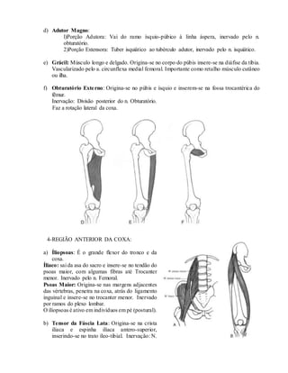 d) Adutor Magno:
l)Porção Adutora: Vai do ramo ísquio-púbico à linha áspera, inervado pelo n.
obturatório.
2)Porção Extensora: Tuber isquiático ao tubérculo adutor, inervado pelo n. isquiático.
e) Grácil: Músculo longo e delgado. Origina-se no corpo do púbis insere-se na diáfise da tíbia.
Vascularizado pelo a. circunflexa medial femoral. Importante como retalho músculo cutâneo
ou ilha.
f) Obturatório Externo: Origina-se no púbis e ísquio e inserem-se na fossa trocantérica do
fêmur.
Inervação: Divisão posterior do n. Obturatório.
Faz a rotação lateral da coxa.
4-REGIÃO ANTERIOR DA COXA:
a) Íliopsoas: É o grande flexor do tronco e da
coxa.
Íliaco: sai da asa do sacro e insere-se no tendão do
psoas maior, com algumas fibras até Trocanter
menor. Inervado pelo n. Femoral.
Psoas Maior: Origina-se nas margens adjacentes
das vértebras, penetra na coxa, atrás do ligamento
inguinal e insere-se no trocanter menor. Inervado
por ramos do plexo lombar.
O íliopsoas é ativo em indivíduos em pé (postural).
b) Tensor da Fáscia Lata: Origina-se na crista
ilíaca e espinha ilíaca antero-superior,
inserindo-se no trato íleo-tibial. Inervação: N.
 