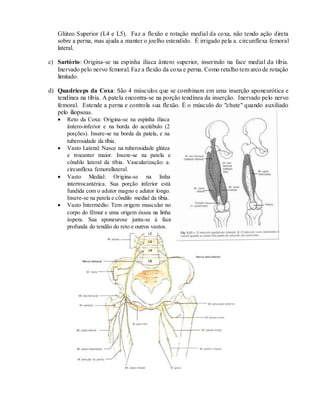 Glúteo Superior (L4 e L5). Faz a flexão e rotação medial da coxa, não tendo ação direta
sobre a perna, mas ajuda a manter o joelho estendido. É irrigado pela a. circunflexa femoral
lateral.
c) Sartório: Origina-se na espinha ilíaca ântero superior, inserindo na face medial da tíbia.
Inervado pelo nervo femoral. Faz a flexão da coxa e perna. Como retalho tem arco de rotação
limitado.
d) Quadríceps da Coxa: São 4 músculos que se combinam em uma inserção aponeurótica e
tendínea na tíbia. A patela encontra-se na porção tendínea da inserção. Inervado pelo nervo
femoral. Estende a perna e controla sua flexão. É o músculo do "chute" quando auxiliado
pelo íliopsoas.
 Reto da Coxa: Origina-se na espinha ilíaca
ântero-inferior e na borda do acetábulo (2
porções). Insere-se na borda da patela, e na
tuberosidade da tíbia.
 Vasto Lateral: Nasce na tuberosidade glútea
e trocanter maior. Insere-se na patela e
côndilo lateral da tíbia. Vascularização: a.
circunflexa femorallateral.
 Vasto Medial: Origina-se na linha
intertrocantérica. Sua porção inferior está
fundida com o adutor magno e adutor longo.
Insere-se na patela e côndilo medial da tíbia.
 Vasto Intermédio: Tem origem muscular no
corpo do fêmur e uma origem óssea na linha
áspera. Sua aponeurose junta-se à face
profunda do tendão do reto e outros vastos.
 