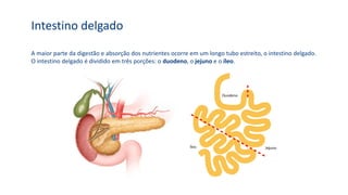 A maior parte da digestão e absorção dos nutrientes ocorre em um longo tubo estreito, o intestino delgado.
O intestino delgado é dividido em três porções: o duodeno, o jejuno e o íleo.
Intestino delgado
 