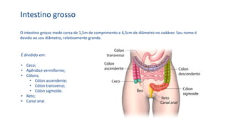 O intestino grosso mede cerca de 1,5m de comprimento e 6,5cm de diâmetro no cadáver. Seu nome é
devido ao seu diâmetro, relativamente grande.
Intestino grosso
É dividido em:
• Ceco;
• Apêndice vermiforme;
• Cólons;
• Cólon ascendente;
• Cólon transverso;
• Cólon sigmoide.
• Reto;
• Canal anal.
 