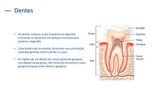 Dentes
• Os dentes realizam a fase mecânica da digestão,
triturando os alimentos em pedaços menores para
acelerar a digestão.
• Cada dente está no alvéolo, formando uma articulação
chamada gonfose entre o dente e o osso.
• As regiões de um dente são coroa (acima da gengiva),
raiz (abaixo da gengiva), colo (linha de encontro) e sulco
gengival (espaço entre dente e gengiva).
 