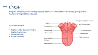 Língua
A língua é composta por músculo esquelético e coberta por uma membrana mucosa e papilas gustativas.
Auxilia na formação da fala articulada.
Constituem a língua:
• Papilas valadas ou circunvaladas;
• Papilas fungiformes;
• Papilas foliáceas;
• Papilas filiformes.
 