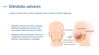 Glândulas salivares
A saliva umedece a boca, auxilia na digestão, limpa os dentes e facilita a deglutição.
• Glândulas salivares intrínsecas: Pequenas
glândulas espalhadas nos tecidos orais,
como língua, lábios, bochechas e palato.
• Glândulas salivares extrínsecas: Três pares
de glândulas maiores fora da mucosa oral -
parótida, submandibular e sublingual.
 