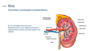 Rins
Os rins são órgãos pares do corpo.
Retroperitoneais, esses órgãos permanecem
obliquamente situados na parede posterior do
abdome
Conceitos e principais características
 