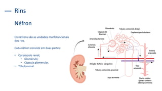 Rins
Os néfrons são as unidades morfofuncionais
dos rins.
Cada néfron consiste em duas partes:
• Corpúsculo renal;
• Glomérulo;
• Cápsula glomerular.
• Túbulo renal.
Néfron
 
