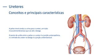 Ureteres
A pelve renal conduz a urina para o ureter, um tubo
musculomembranoso que vai até a bexiga.
O ponto de união entre a pelve e o ureter é a junção ureteropélvica,
e a entrada do ureter na bexiga é a junção ureterovesical.
Conceitos e principais características
 