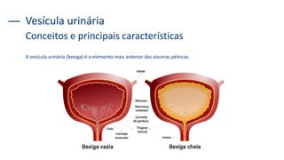 Vesícula urinária
A vesícula urinária (bexiga) é o elemento mais anterior das vísceras pélvicas.
Conceitos e principais características
 