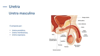 Uretra
Uretra masculina
É composta por:
• Uretra prostática;
• Uretra membranosa;
• Uretra esponjosa.
 
