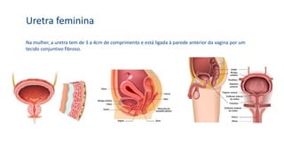 Uretra feminina
Na mulher, a uretra tem de 3 a 4cm de comprimento e está ligada à parede anterior da vagina por um
tecido conjuntivo fibroso.
 