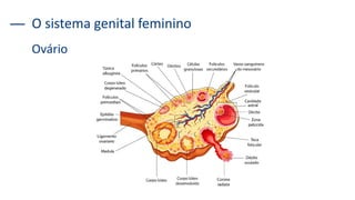 O sistema genital feminino
Ovário
 