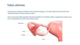 Tubas uterinas
A tuba uterina, também conhecida como trompa de Falópio, é um canal ciliado de cerca de 10 cm de
comprimento que conecta o ovário ao útero.
Possui uma extremidade alargada chamada infundíbulo com fímbrias ciliadas, seguida pela ampola e, por
fim, o istmo próximo ao útero, que é mais estreito.
 