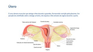Útero
É uma câmara muscular que abriga o feto durante a gravidez, fornecendo nutrição pela placenta. Em
posição de anteflexão sobre a bexiga urinária, ele expulsa o feto através da vagina durante o parto.
 