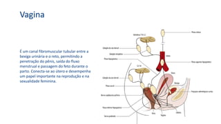 Vagina
É um canal fibromuscular tubular entre a
bexiga urinária e o reto, permitindo a
penetração do pênis, saída do fluxo
menstrual e passagem do feto durante o
parto. Conecta-se ao útero e desempenha
um papel importante na reprodução e na
sexualidade feminina.
 