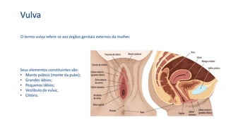Vulva
O termo vulva refere-se aos órgãos genitais externos da mulher.
Seus elementos constituintes são:
• Monte púbico (monte da pube);
• Grandes lábios;
• Pequenos lábios;
• Vestíbulo da vulva;
• Clitóris.
 
